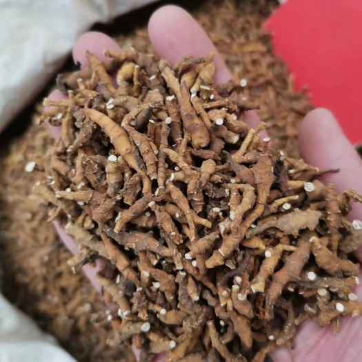 亳州九节菖蒲 正品干货规格齐 无硫选装九节菖蒲【假一赔十】菖蒲
