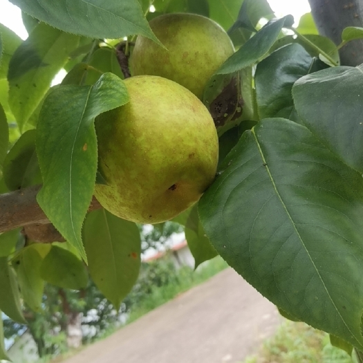 苍溪县苍溪翠冠口感香甜