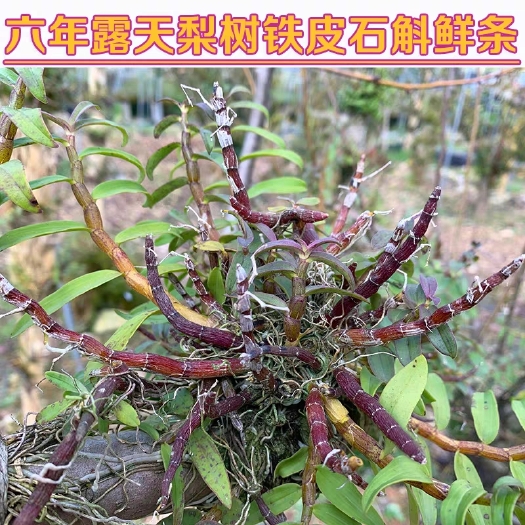 乐清市六年梨树新鲜铁皮石斛鲜条雁荡山铁皮石斛枫斗露天生长红杆养生茶