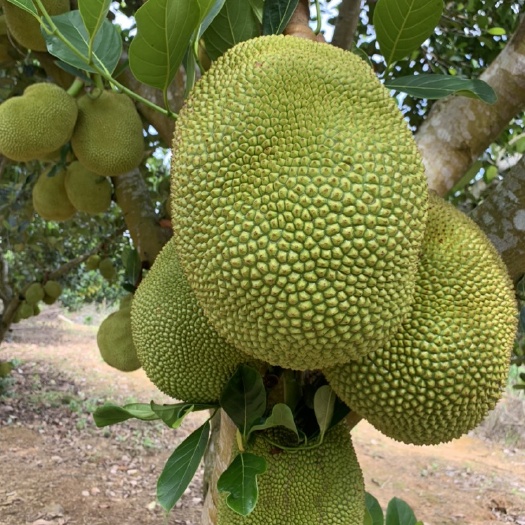 湛江常有无胶菠萝蜜