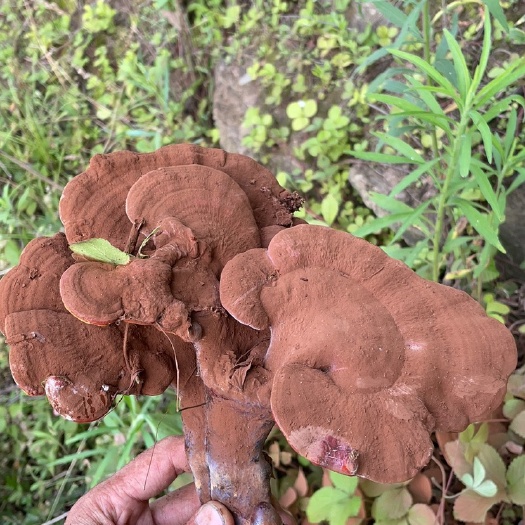 丹江口市大自然灵芝山货