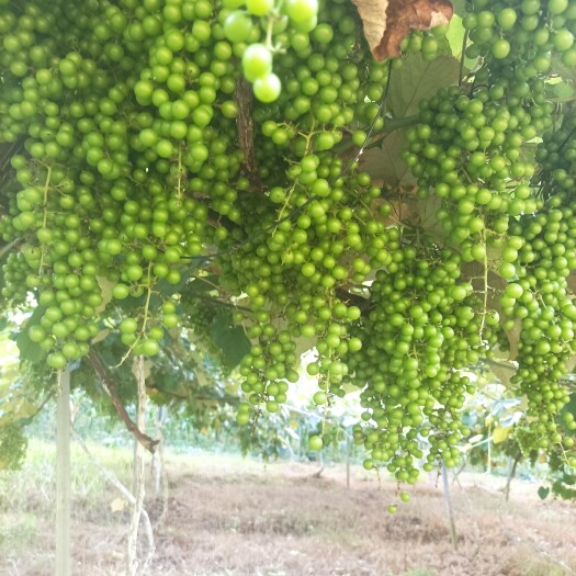 东兰县野酿2号野生葡萄
