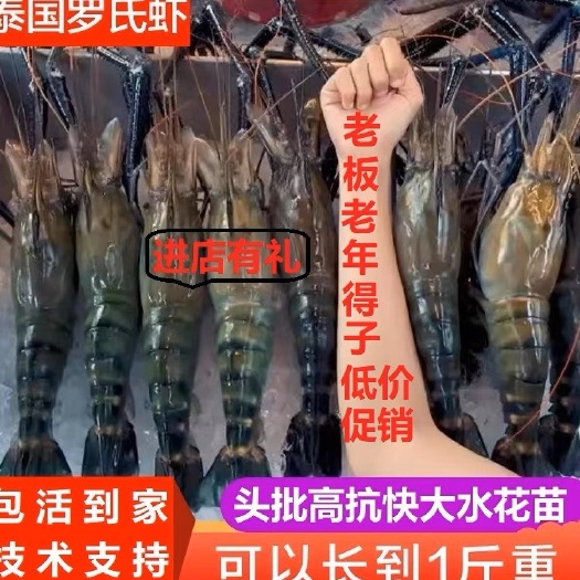 淡水养殖罗氏沼虾苗水花苗四季可养高抗快大活体包邮