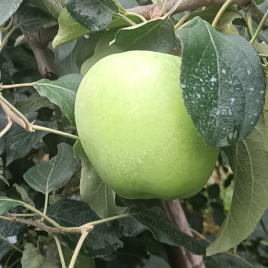 华硕苹果美八苹果，大型青苹果，口感脆甜多汁，全国物流发货