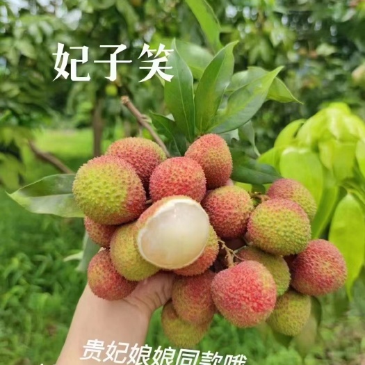 合江县四川妃子笑