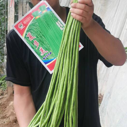 郑州耐热豆角种子品种颜色翠绿肉厚夏天高温不落花欢迎选购咨询