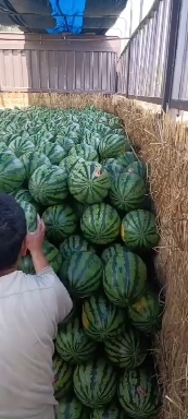 华阴市露天甜王大量上市，毛毛钱，需要的速度联系