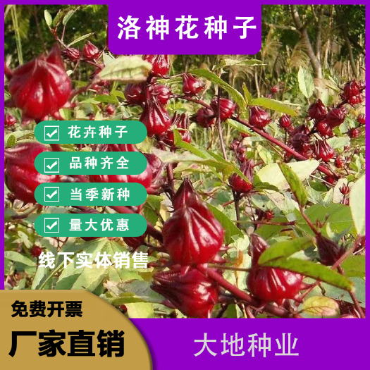 灌云县洛神花种子食用红桃K种子阳台盆栽茄种籽易种植果花草茶种子批发