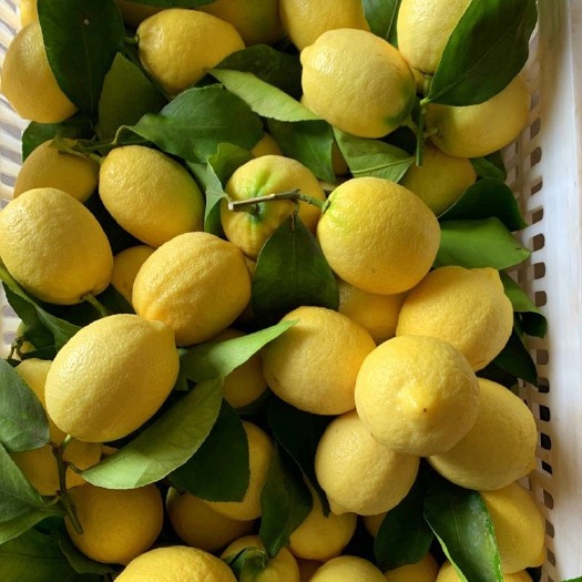 安岳尤力克柠檬一二级果产地直发常年供货奶茶店水果店供货价包邮