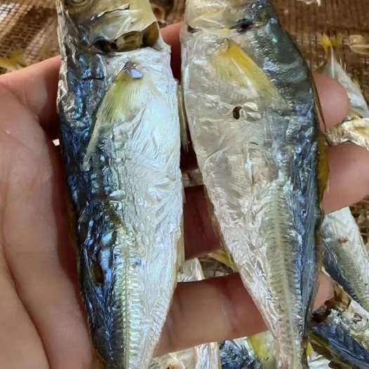 南澳县本地巴浪鱼黄尾，赤尾巴浪鱼干，直接吃，配茶配酒，味道鲜甜很香