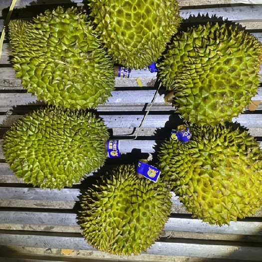 广州金枕