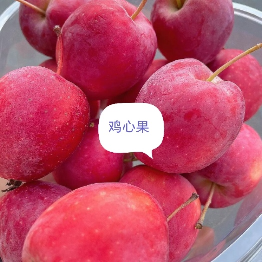 开原市K9苹果 123小苹果 鸡心果