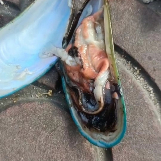 广州超大超肥青口。肉肥