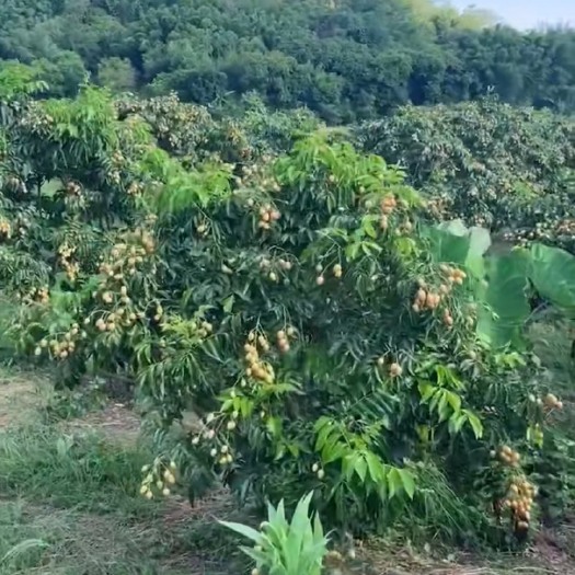 平南县广西黄皮果香甜多汁高质量鸡心黄皮新鲜现摘