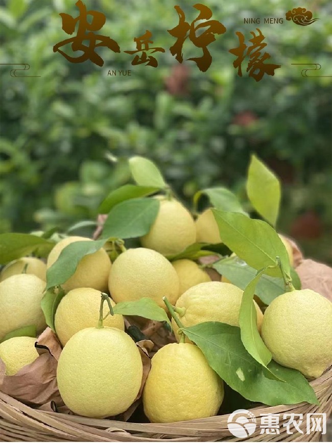 安岳黄柠檬尤力克70 －90克小果
