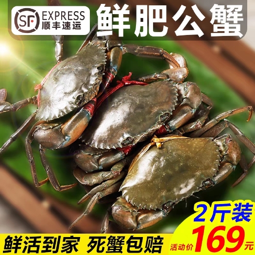 昆明缅甸青蟹鲜活海鲜水产酱蟹醉蟹肉蟹处子蟹特大螃蟹香辣蟹包活