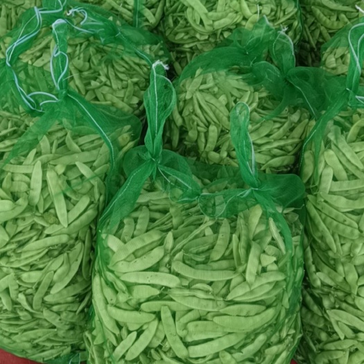 吉林油豆角7月份大量上市