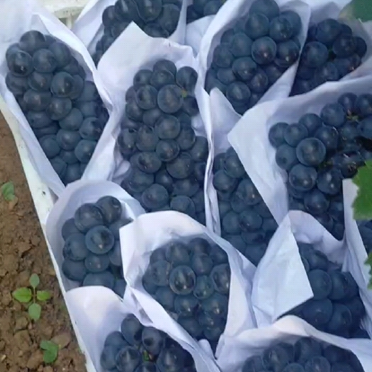 洛阳夏黑，青提，巨峰，阳光玫瑰葡萄