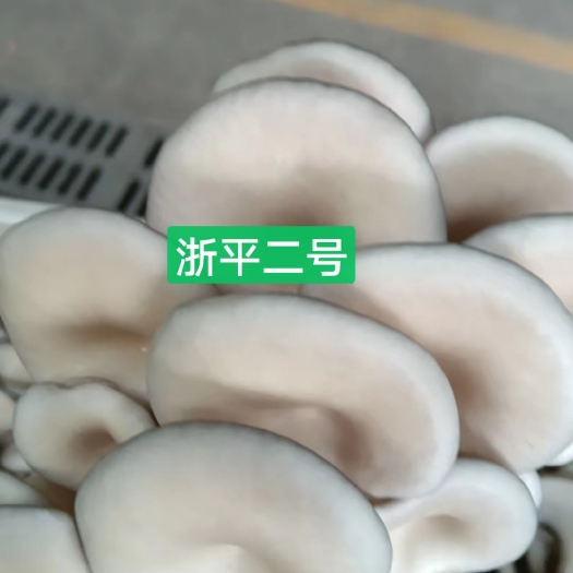 法库县浙平二号耐高温4－35度