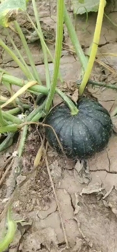 晋中精品黑皮南瓜大量上市，质量保证！量大从优！