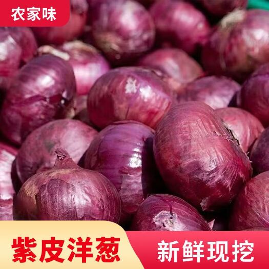 兰考县【紫皮洋葱】现挖紫皮洋葱5/10斤农家自种圆葱红皮洋葱新鲜蔬