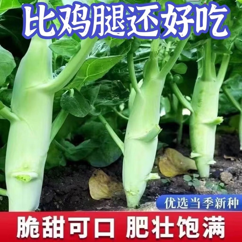 长沙割了又长】鸡腿芥蓝甜芥兰4-10月份种植芥菜甜脆肥壮农家鸡腿
