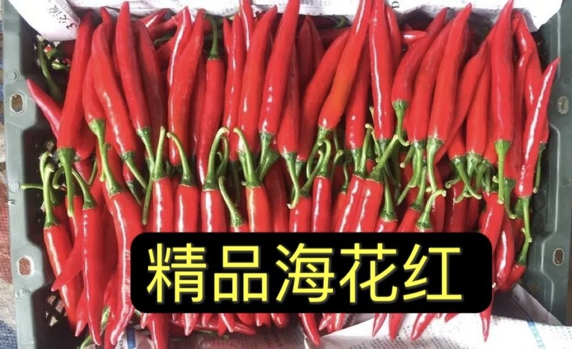 邵武市皱皮椒
