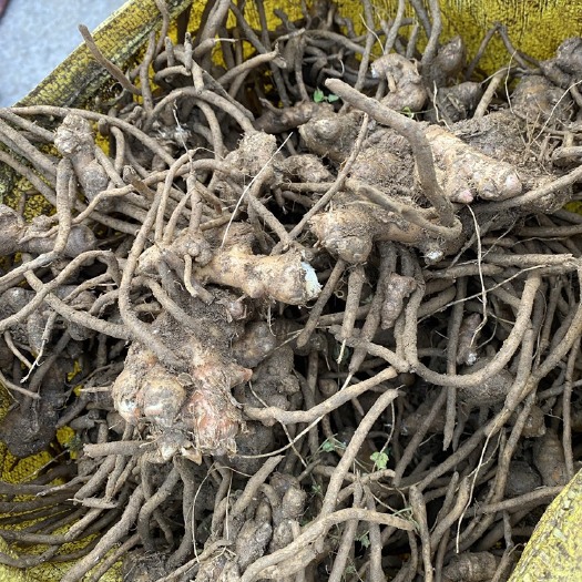 阳洋荷种