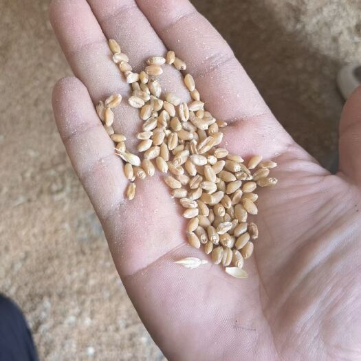 天津天津宁河大量出售优质津强麦（面筋值36）