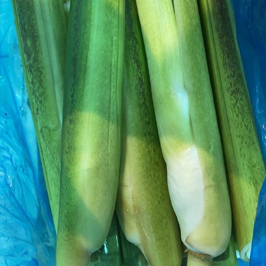 邵武市茭白