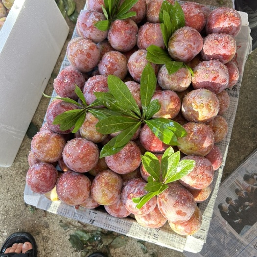 福建芙蓉李大量上市，口感很好。需要电商李，社区李可以开始了。