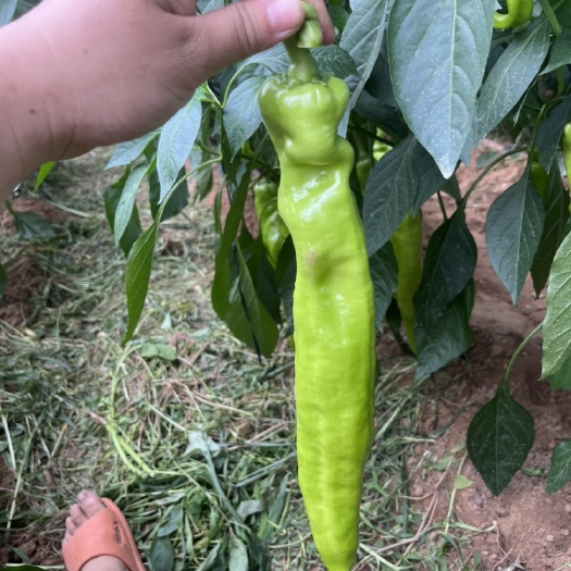 延津县黄皮椒
