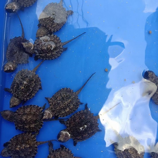 广州鳄鱼龟大批大批