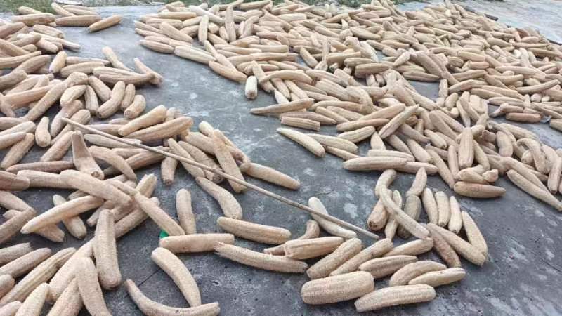 阳春市今年新瓜