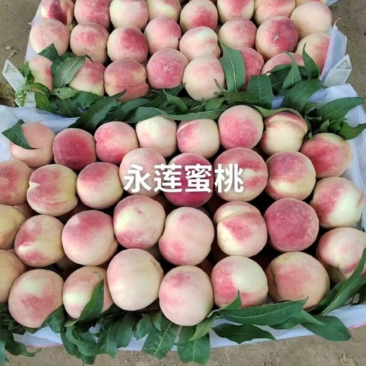 威县永莲蜜桃