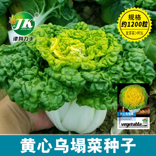 河间市黄心乌乌塌种子耐寒耐热农场菜园柔嫩清香乌塌菜种子