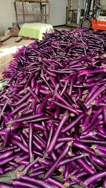 河南紫长茄，基地直供，价格低。视频看货，线上保障交易