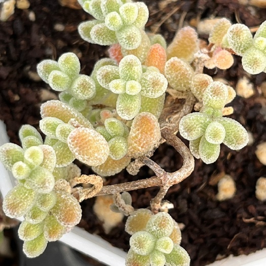 枝干番杏种植基地批发
