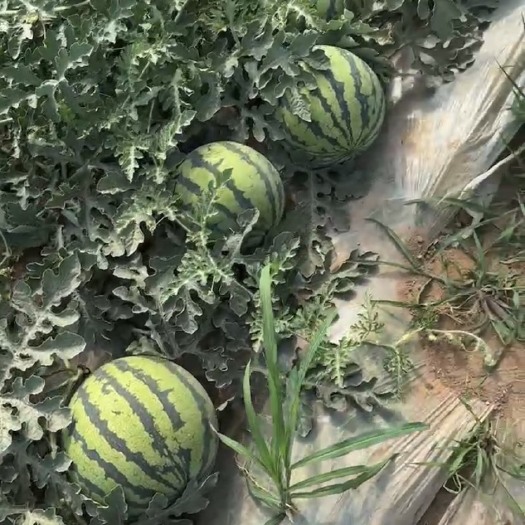 赤城县河北张家口头茬美都西瓜