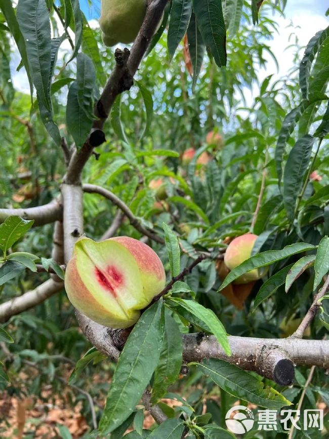 源头直供云南红河蒙自鹰嘴桃脆桃果园现摘当天发货批发/一件代发