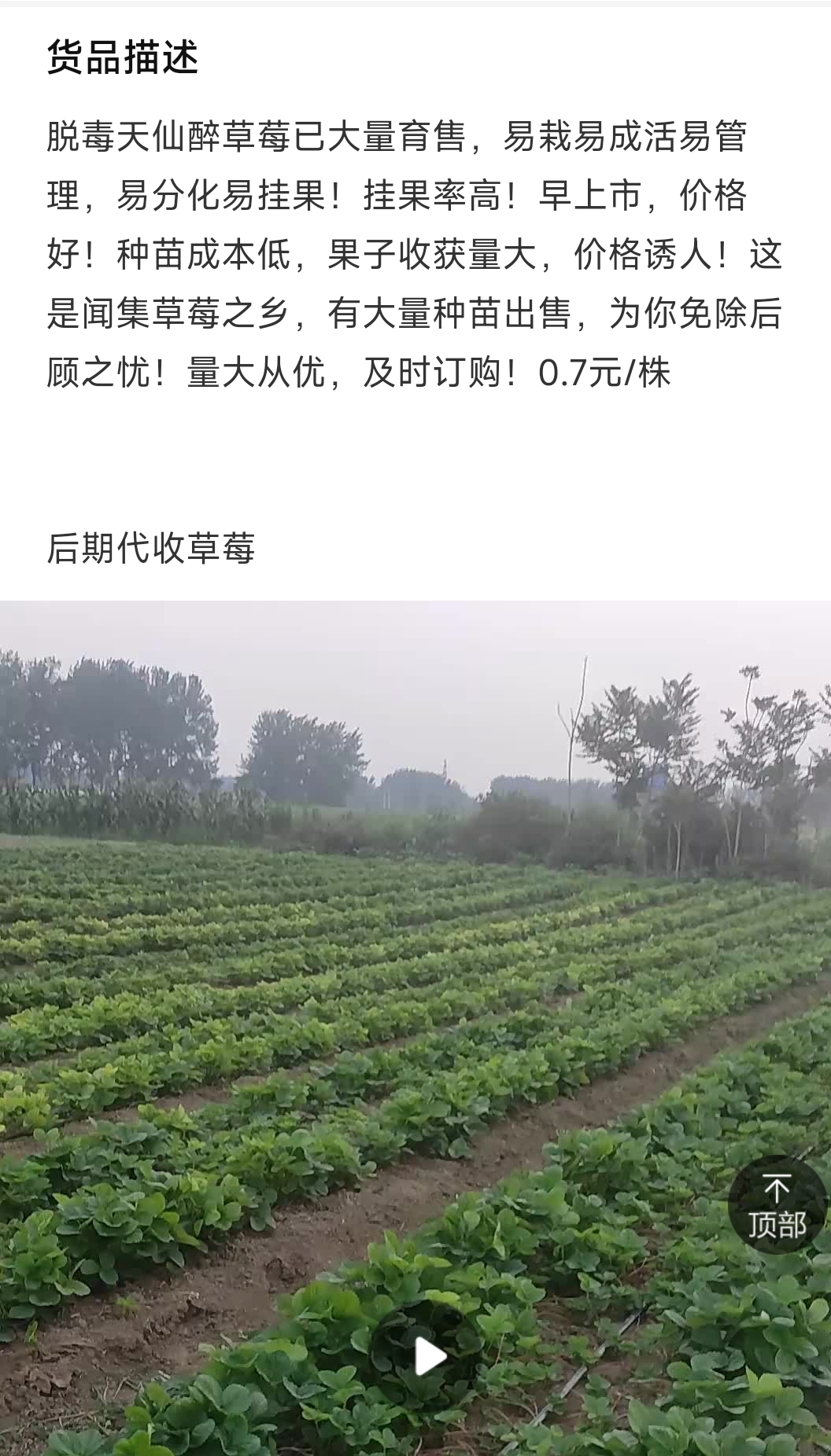 天仙醉草莓苗出售，闻集草莓基地现挖保质保量，价格随行就市！