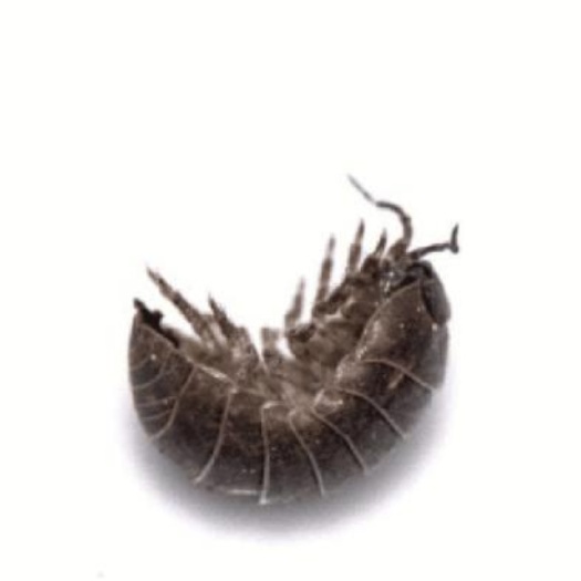 东平县西瓜虫