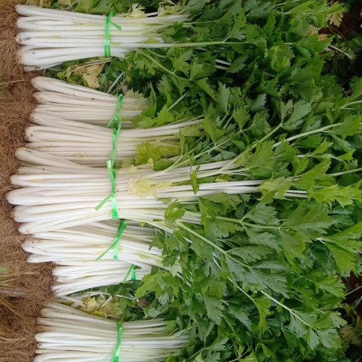昆明白芹