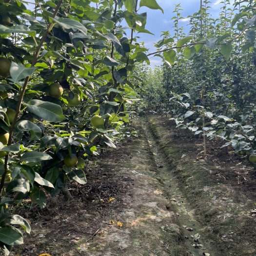 绍兴自家产的翠玉梨、翠冠梨，货品充足，有需要可以联系，价格实惠