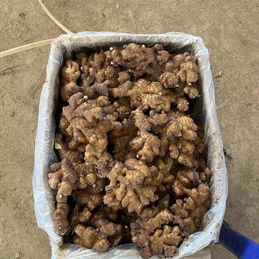 合浦县小黄姜精品，通货，二黄姜精品大量现货万吨级，须要请联系我，