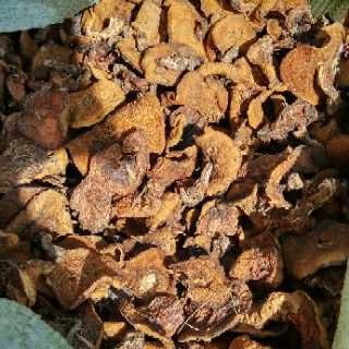 喀左县各种野生食用菌