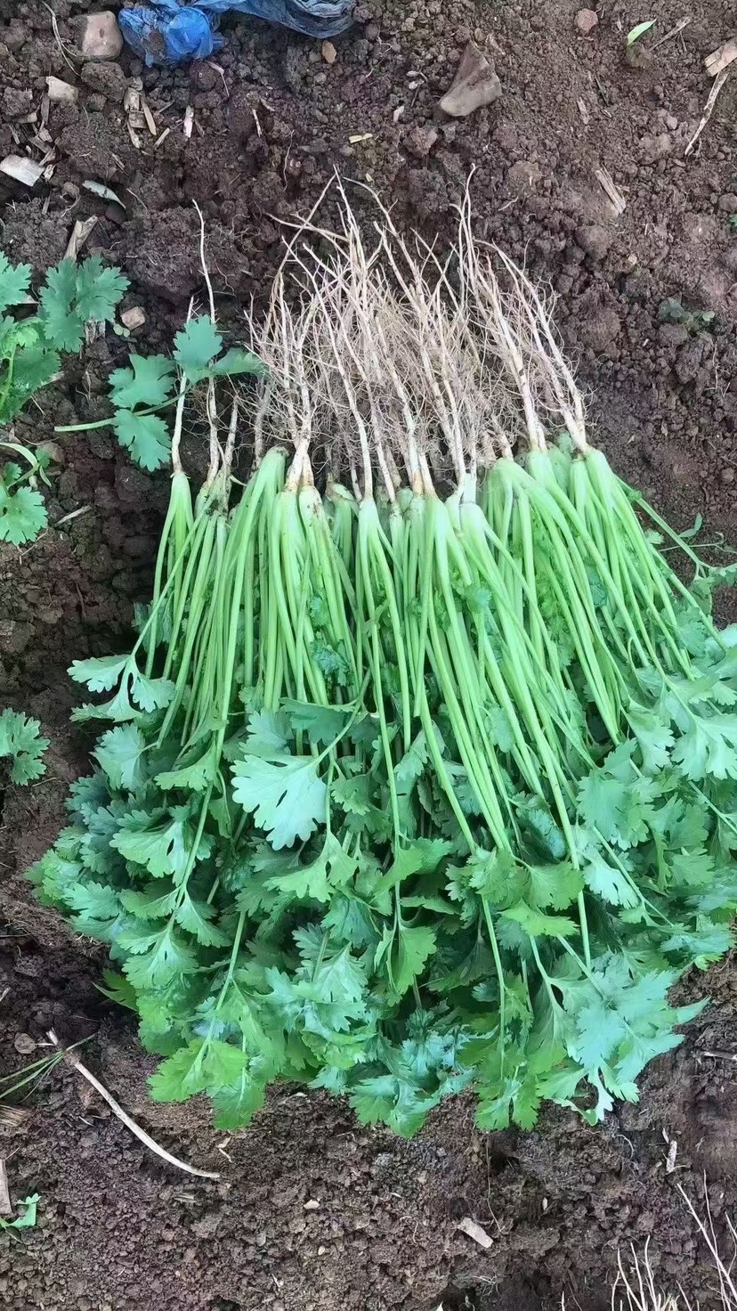 山东聊城香菜铁杆青香菜，精挑细选，适合电商平台，超市供应，！