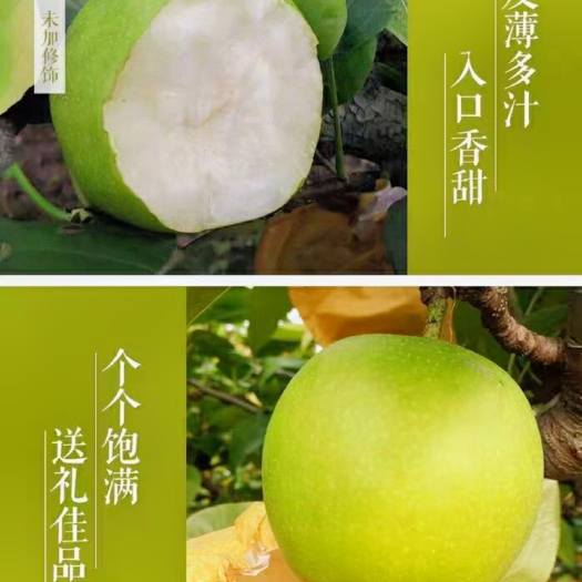 砀山县砀山县产地直销青皇冠梨、白梨汁多糖份高、无渣货源充足全国代发