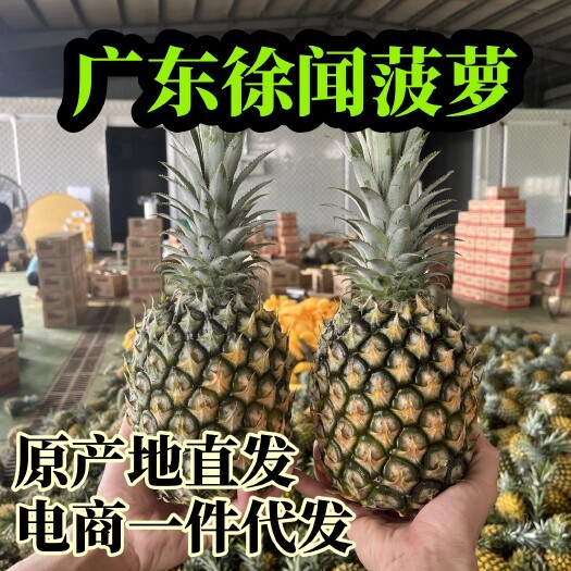 徐闻县（一件代发）徐闻菠萝，产地直发，欢迎各大电商平台对接