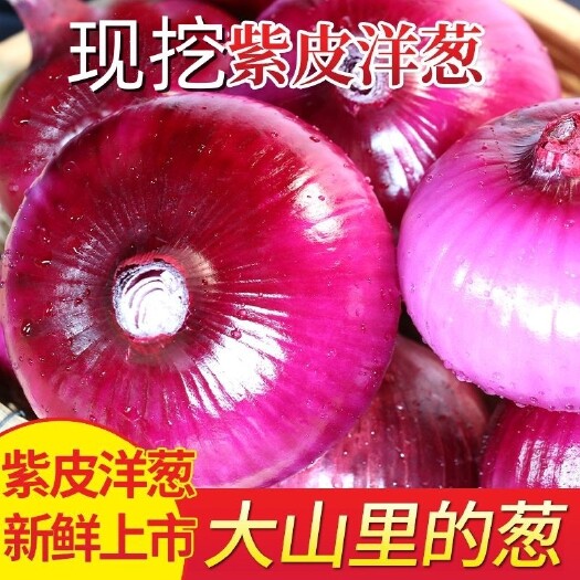 兰考县当季紫皮洋葱大果水果洋葱红葱新鲜蔬菜现挖现发农家自种9斤